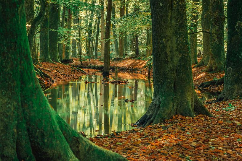 Stromende beek in een herfstbos op de Veluwe van Fotografiecor .nl