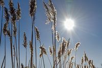 White reed plumes with backlight
