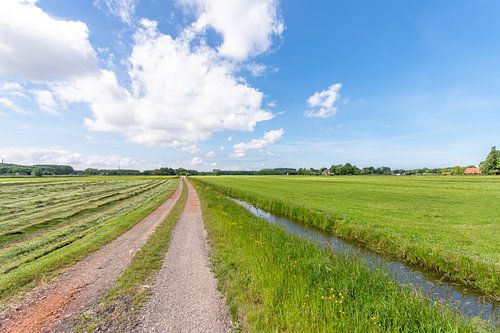 Meadow at the Zuidbuurt