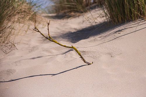 Branch in the dunes