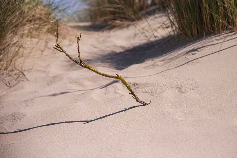 Branch in the dunes by SBB Fotografie