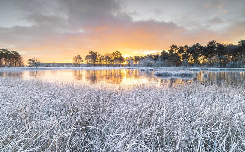 Dwingelderveld - Drenthe (Netherlands) by Marcel Kerdijk
