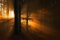 Lichtstralen op de Veluwe par Rick Kloekke Aperçu