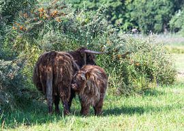 Scottish Highlander by Lies Bakker