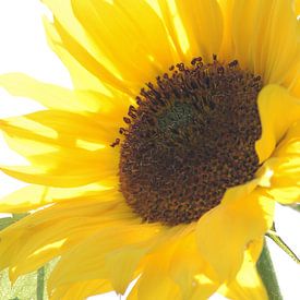 Sunny Sunflower sur m 0nt2