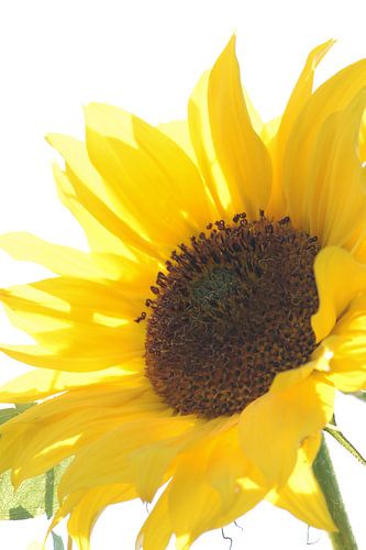 Sunny Sunflower