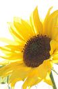 Sunny Sunflower von m 0nt2 Miniaturansicht