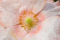 Poppy pink with white