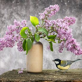 Vogel - Kohlmeise am Flieder von Jürgen Schmittdiel Photography