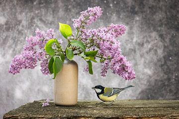 Vogel - Koolmees op een sering van Jürgen Schmittdiel Photography