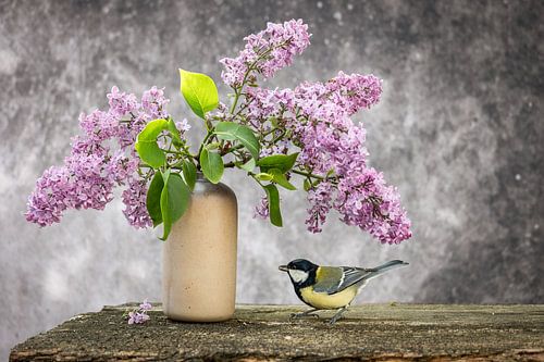 Vogel - Kohlmeise am Flieder