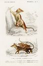 Opossum von Heinz Bucher Miniaturansicht