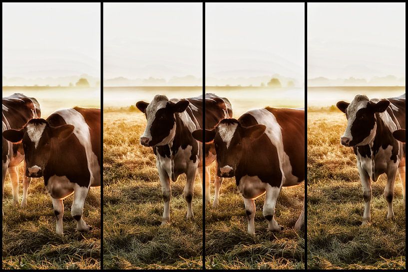 Koeien by Alied Kreijkes-van De Belt