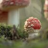 Autumn fairy tale: young fly agaric by Moetwil en van Dijk - Fotografie