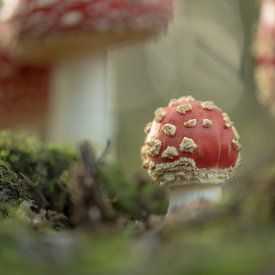 Herfstsprookje: jonge vliegenzwam van Moetwil en van Dijk - Fotografie