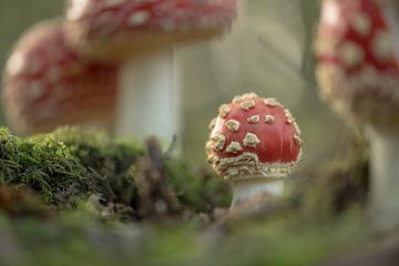 Conte de fées d'automne : jeune agaric tue-mouches sur Moetwil en van Dijk - Fotografie