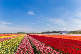 Tulpen in verschiedenen Farben im Noordoospolder von Marc Venema