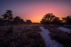 Sunrise at Brunssummerheide / Heather landscape