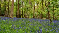 Blue Bells dans la forêt.