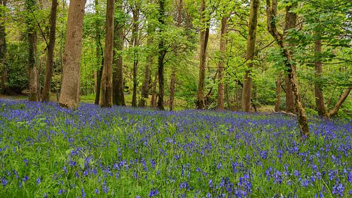 Zee van Blue Bells in het bos .