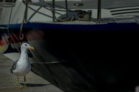 Einsame Möwe von Annemarie Bruil