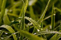 Morning dew I