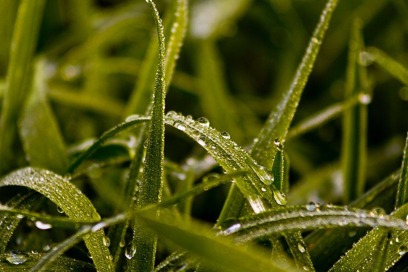 Morning dew I by Lukas Kalkhoff
