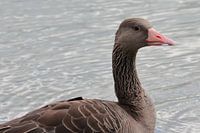 Grey goose