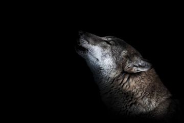 Schnauze eines heulenden Wolfes von Michael Semenov