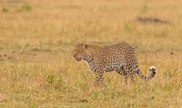 Lorian - Queen of the Mara! by Robert Kok thumbnail
