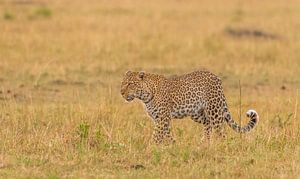 Lorian - Königin der Mara! von Robert Kok