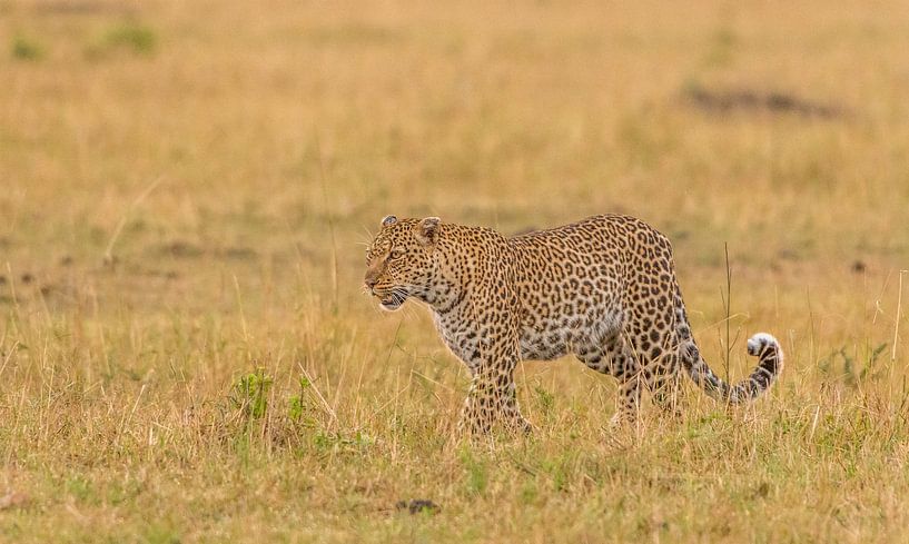 Lorian - Queen of the Mara! by Robert Kok