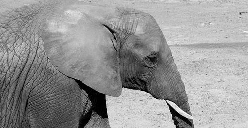 schwarz-weiß, Elefant, Tiere, Zoo