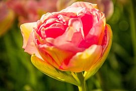 De roze tulp by Stedom Fotografie