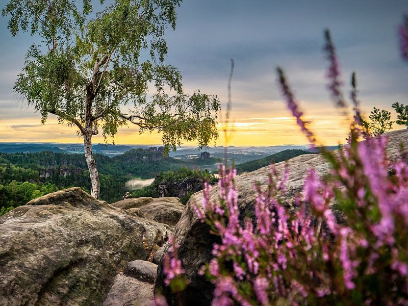 Carolafelsen, Saxon Switzerland - Birch tree and heather by Pixelwerk