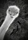 Hey, you there... here I am! by Christa Krus thumbnail