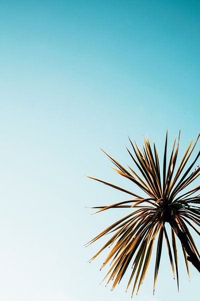 Green Palm by Walljar