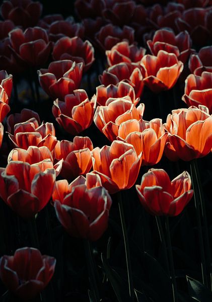 Sonniges Orange von Milan Markovic