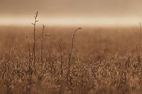 Morgengras