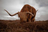 Highlander écossais