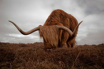 Scottish Highlander by Lisette Breur