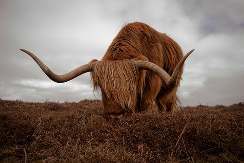 Scottish Highlander