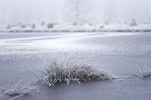 bevroren meer omringt met heide