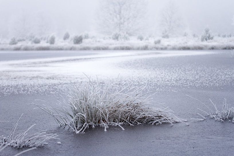 frozen lake surrounded by heather by Karijn | Fine art Natuur en Reis Fotografie