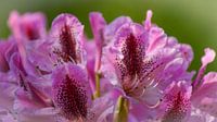 een Iris uit de botanische tuinen in Wageningen van ticus media thumbnail