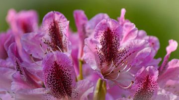 een Iris uit de botanische tuinen in Wageningen van ticus media