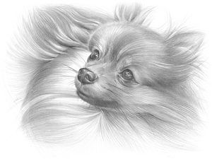 Gesicht eines Pomeranian Rüden