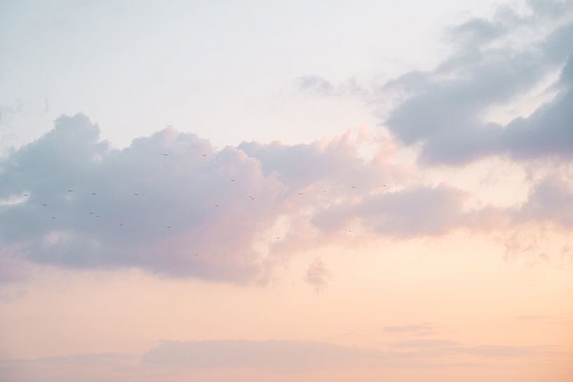 Birds Above The IJsselmeer At Sunset by Henrike Schenk