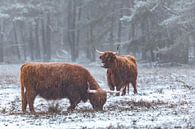 Portret van een Schotse Hooglander in de sneeuw in de winter van Sjoerd van der Wal Fotografie thumbnail