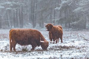 Porträt eines schottischen Highlanders im Schnee während des Winters